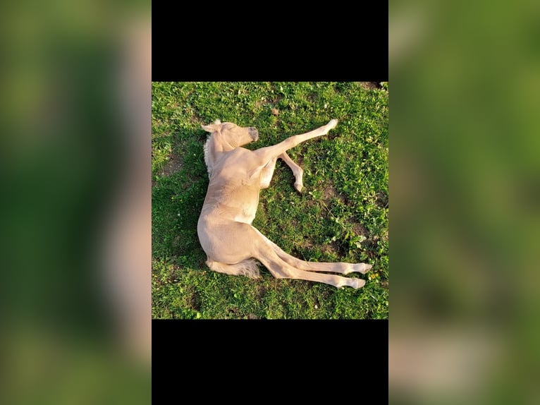 Demi-sang arabe Jument 4 Ans Palomino in Rohrbach