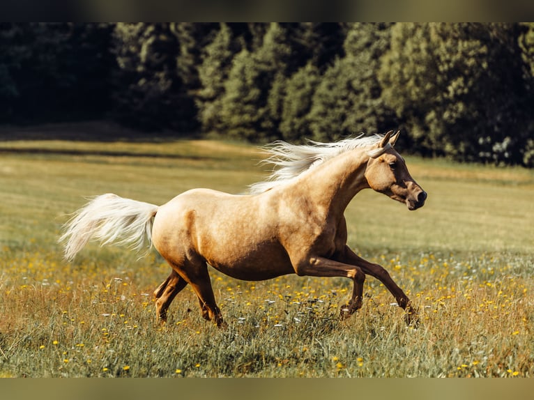 Demi-sang arabe Jument 4 Ans Palomino in Rohrbach