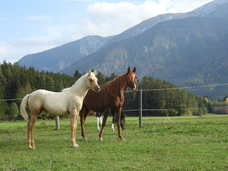 Demi-sang arabe Jument 4 Ans Palomino in Rohrbach