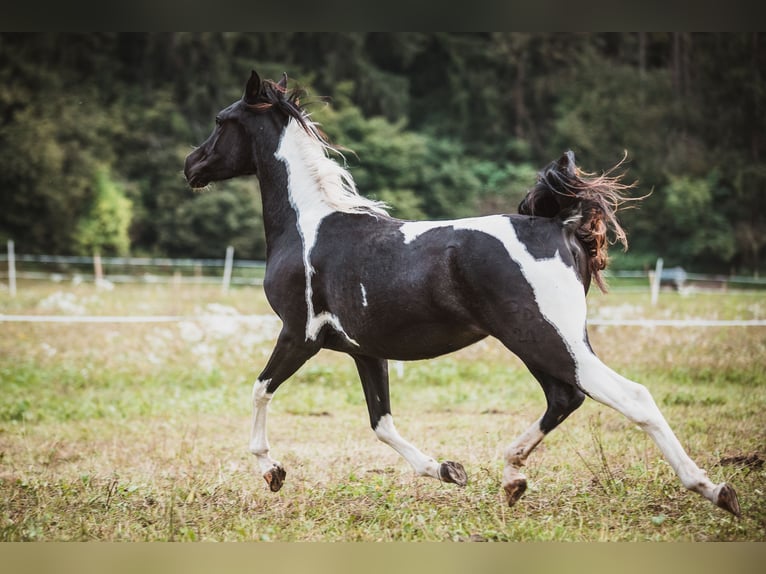 Demi-sang arabe Jument 4 Ans Tobiano-toutes couleurs in Kleblach-Lind