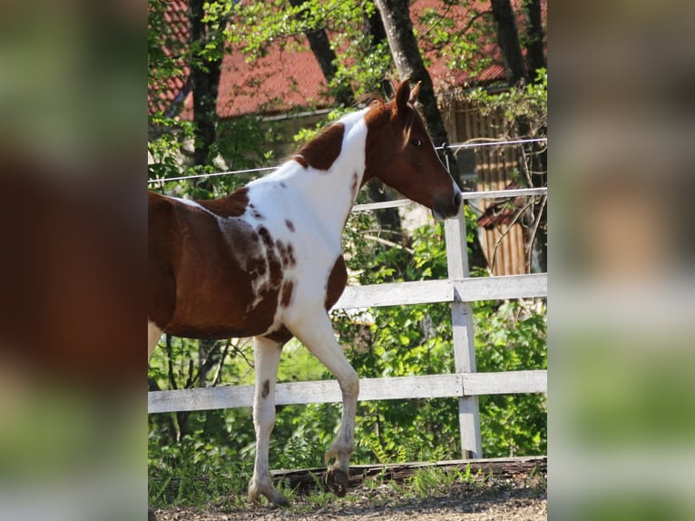 Demi-sang arabe Jument 5 Ans 150 cm Tobiano-toutes couleurs in Keutschach