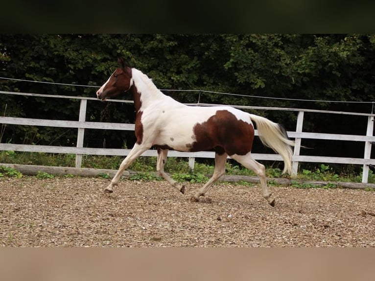 Demi-sang arabe Jument 5 Ans 153 cm Tobiano-toutes couleurs in Plaschischen