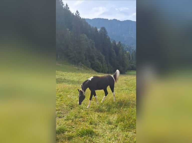 Demi-sang arabe Jument 5 Ans 155 cm Tobiano-toutes couleurs in Kleblach-Lind