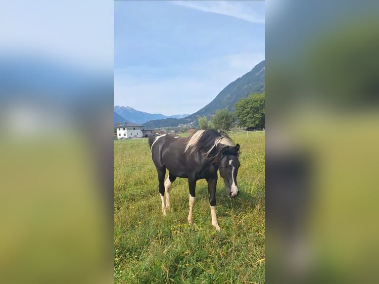 Demi-sang arabe Jument 5 Ans 155 cm Tobiano-toutes couleurs in Kleblach-Lind