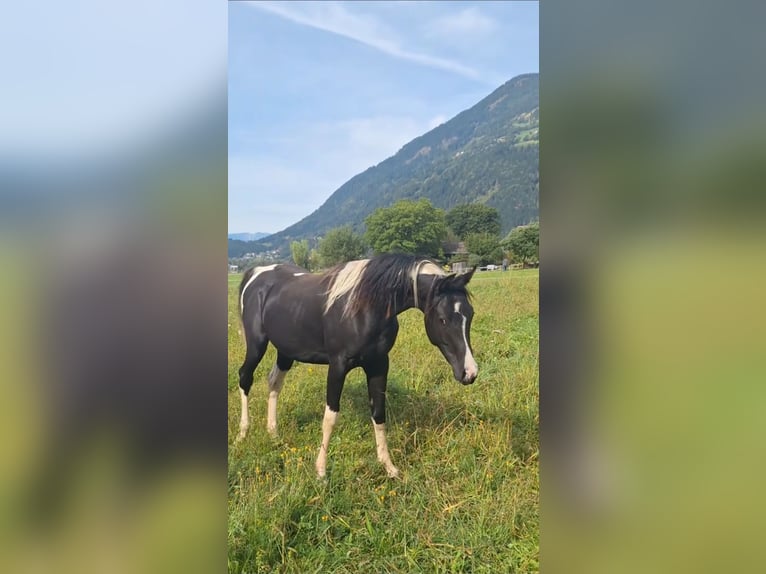 Demi-sang arabe Jument 5 Ans 155 cm Tobiano-toutes couleurs in Kleblach-Lind