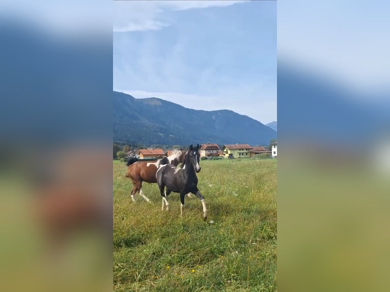 Demi-sang arabe Jument 5 Ans 155 cm Tobiano-toutes couleurs in Kleblach-Lind