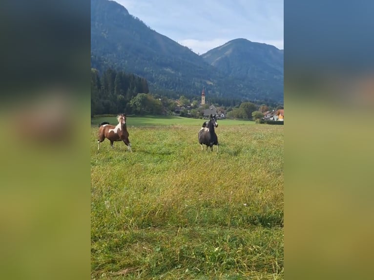 Demi-sang arabe Jument 5 Ans 155 cm Tobiano-toutes couleurs in Kleblach-Lind