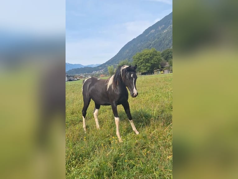 Demi-sang arabe Jument 5 Ans 155 cm Tobiano-toutes couleurs in Kleblach-Lind
