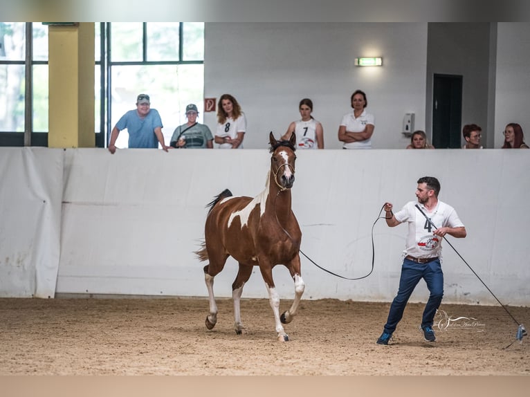 Demi-sang arabe Jument 5 Ans 155 cm Tobiano-toutes couleurs in Kleblach-Lind