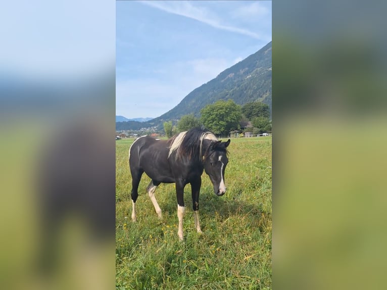 Demi-sang arabe Jument 5 Ans 155 cm Tobiano-toutes couleurs in Kleblach-Lind