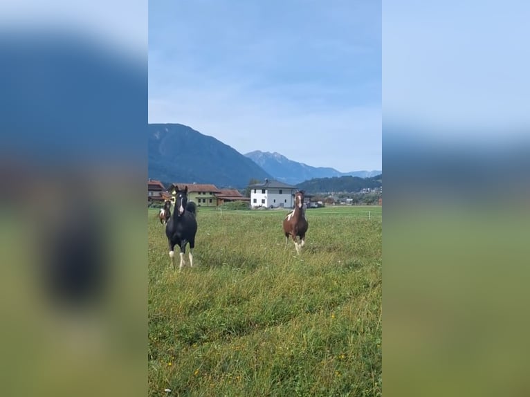 Demi-sang arabe Jument 5 Ans 155 cm Tobiano-toutes couleurs in Kleblach-Lind