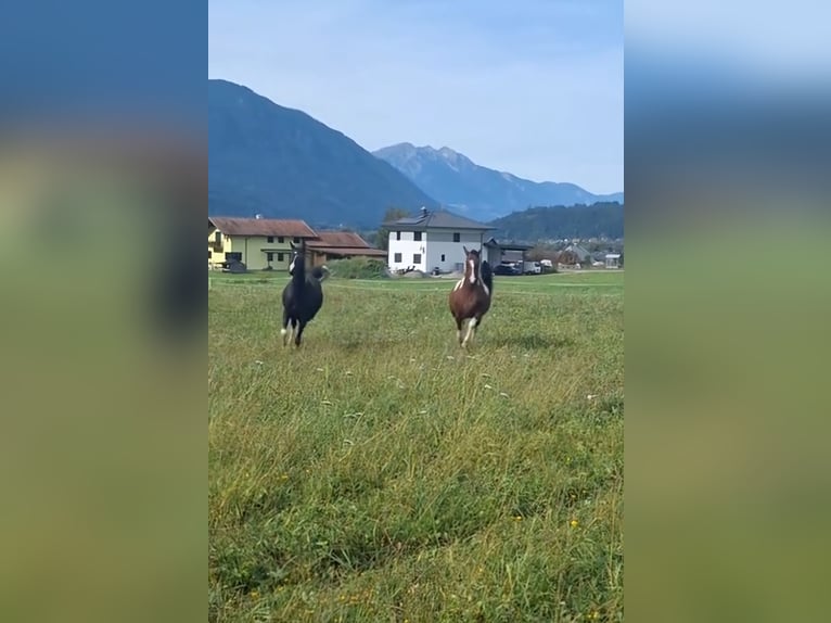 Demi-sang arabe Jument 5 Ans 155 cm Tobiano-toutes couleurs in Kleblach-Lind