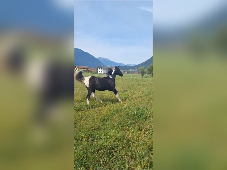 Demi-sang arabe Jument 5 Ans 155 cm Tobiano-toutes couleurs in Kleblach-Lind