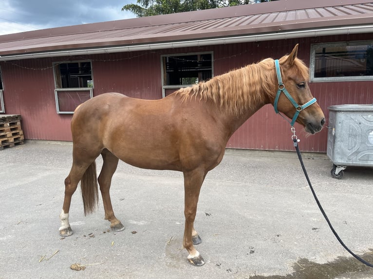 Demi-sang arabe Jument 6 Ans 160 cm Alezan in Buchs ZH