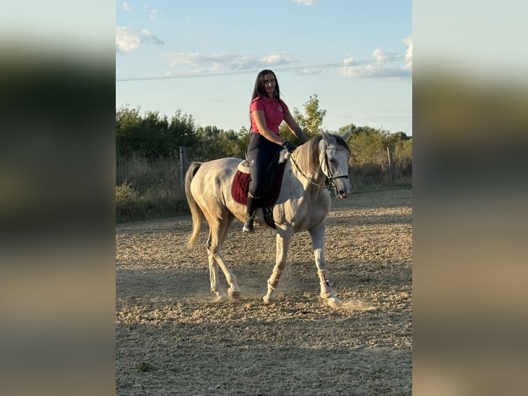 Demi-sang arabe Jument 6 Ans 163 cm Gris pommelé in Debrecen