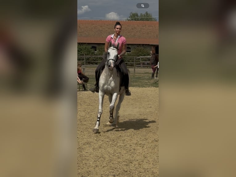 Demi-sang arabe Jument 6 Ans 163 cm Gris pommelé in Debrecen