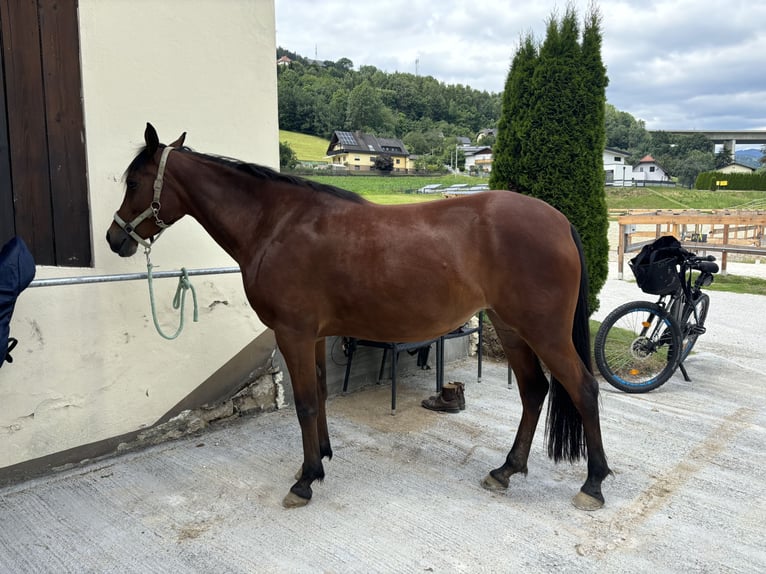 Demi-sang arabe Jument 7 Ans 148 cm in Wolfsberg