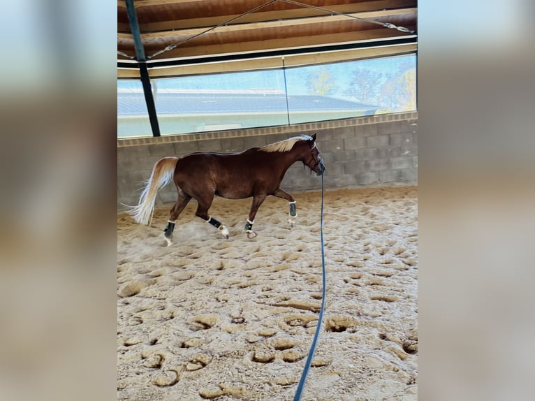 Demi-sang arabe Jument 7 Ans 162 cm Alezan brûlé in Baden