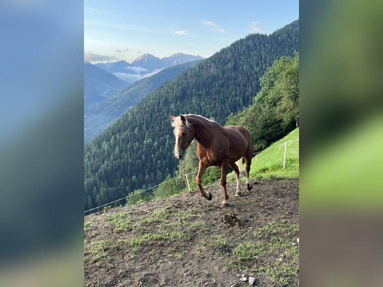 Demi-sang arabe Croisé Jument 8 Ans 146 cm Alezan in San Lorenzo di Sebato