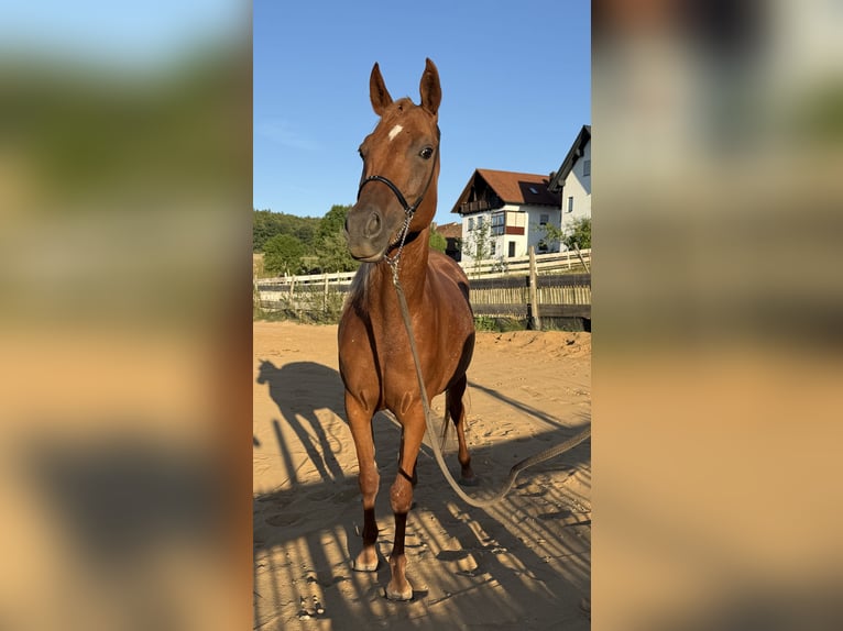 Demi-sang arabe Jument 8 Ans Alezan brûlé in Neuhaus an der Pegnitz