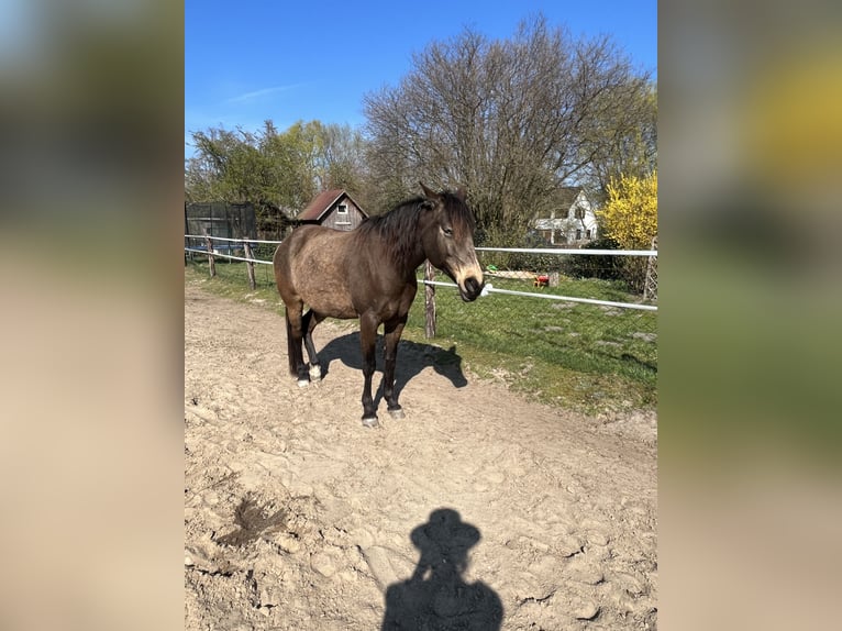Demi-sang arabe Jument 9 Ans 155 cm Buckskin in Malente