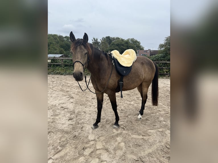 Demi-sang arabe Jument 9 Ans 155 cm Buckskin in Malente
