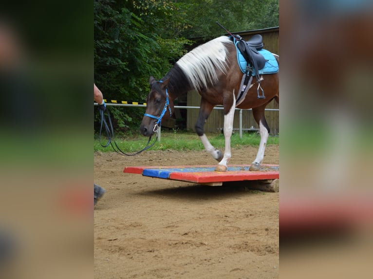 Demi-sang arabe Jument 9 Ans 158 cm Pinto in Kammeltal