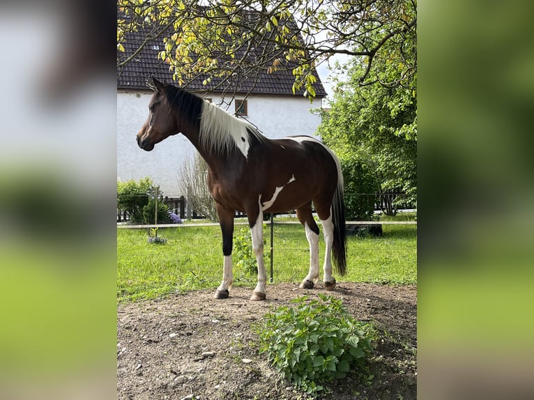 Demi-sang arabe Jument 9 Ans 158 cm Pinto in Kammeltal