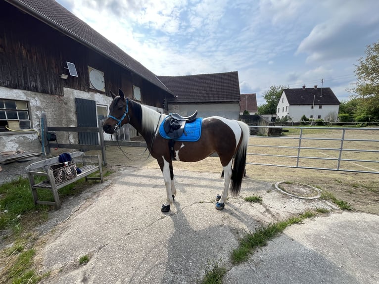 Demi-sang arabe Jument 9 Ans 158 cm Pinto in Kammeltal