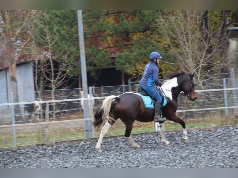 Demi-sang arabe Jument 9 Ans 158 cm Pinto in Kammeltal