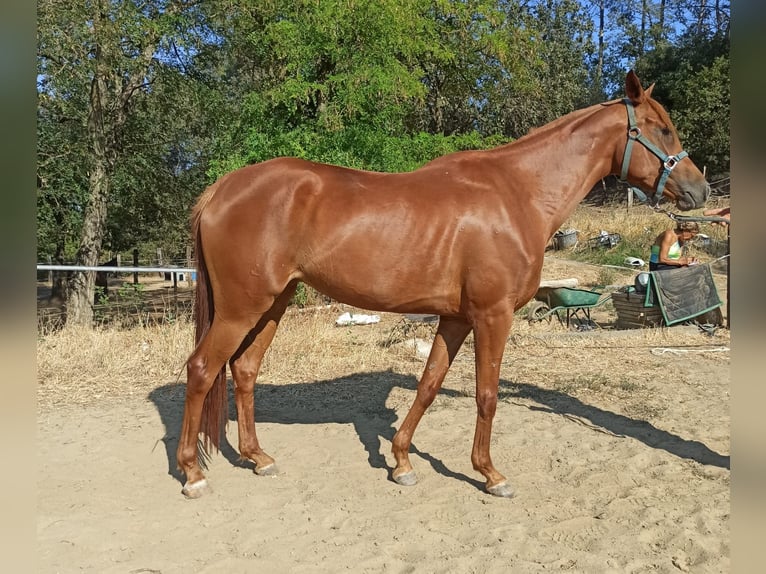 Demi-sang arabe Jument 9 Ans 161 cm Alezan in CONNAUX