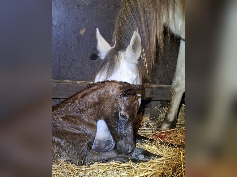 Demi-sang arabe Jument Poulain (04/2026) 150 cm Peut devenir gris in Stechlin