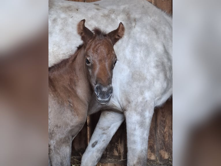 Demi-sang arabe Jument Poulain (04/2026) 150 cm Peut devenir gris in Stechlin