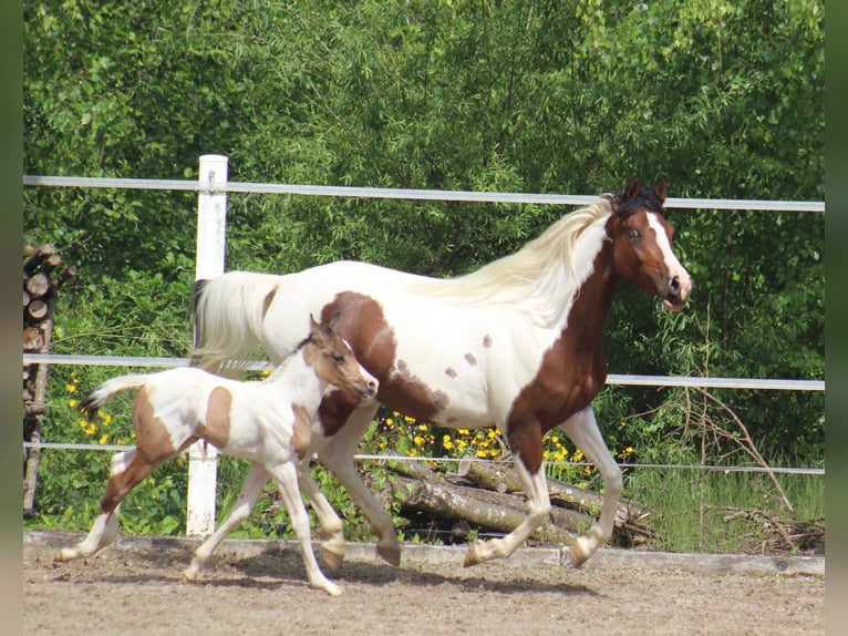 Demi-sang arabe Jument Poulain (05/2025) 153 cm Buckskin in Menziken