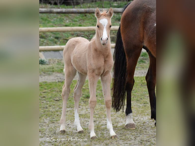 Demi-sang arabe Jument Poulain (02/2024) 153 cm Palomino in Mörsdorf