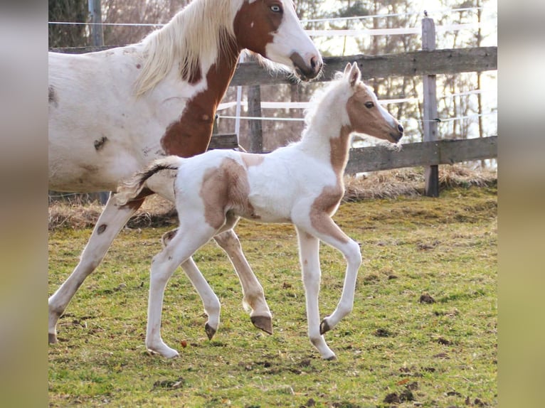 Demi-sang arabe Jument Poulain (02/2026) 154 cm Palomino in Keutschach