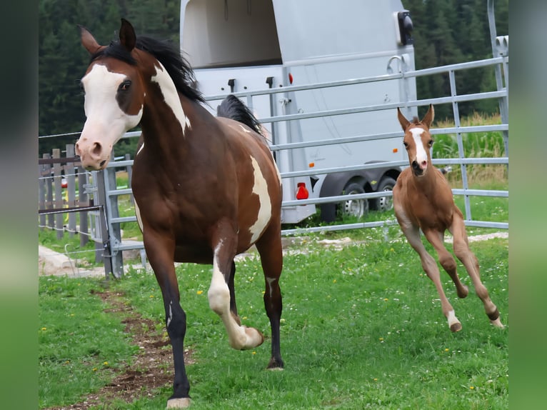 Demi-sang arabe Jument Poulain (07/2025) 155 cm Buckskin in St. Stefan / &#x160;teben