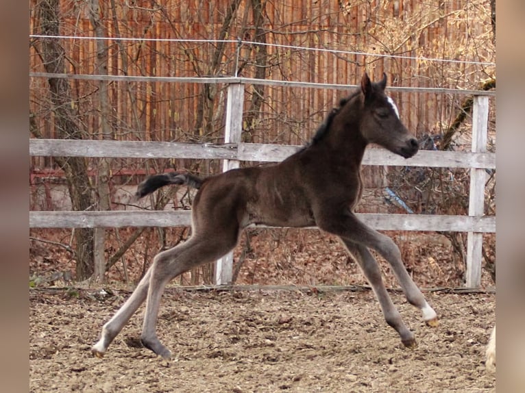 Demi-sang arabe Jument Poulain (03/2026) 155 cm Noir in Keutschach