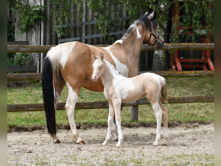 Demi-sang arabe Jument Poulain (05/2026) 155 cm Perlino in Mörsdorf