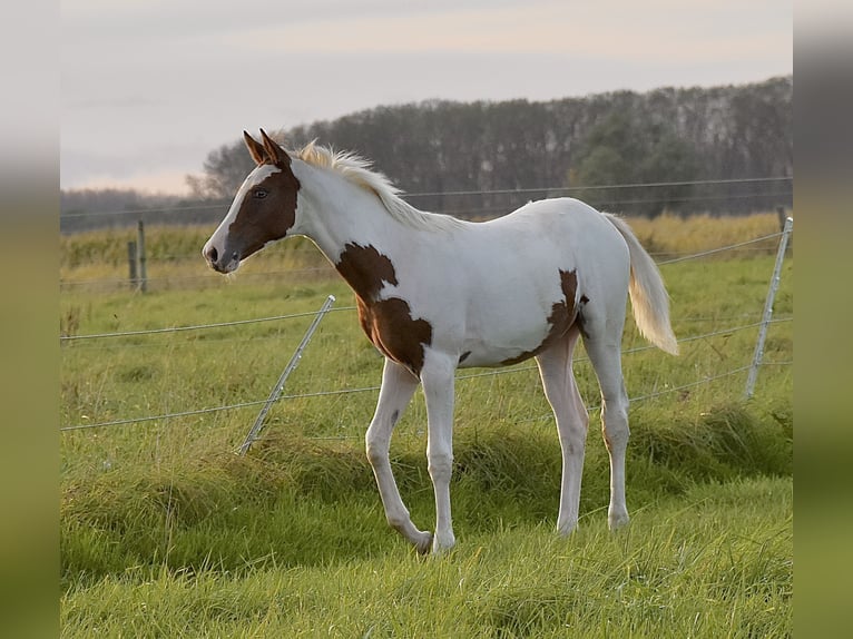 Demi-sang arabe Jument Poulain (04/2024) 155 cm Tobiano-toutes couleurs in Orchies