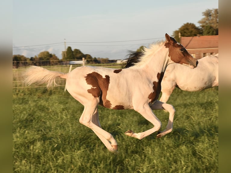 Demi-sang arabe Jument Poulain (04/2024) 155 cm Tobiano-toutes couleurs in Orchies