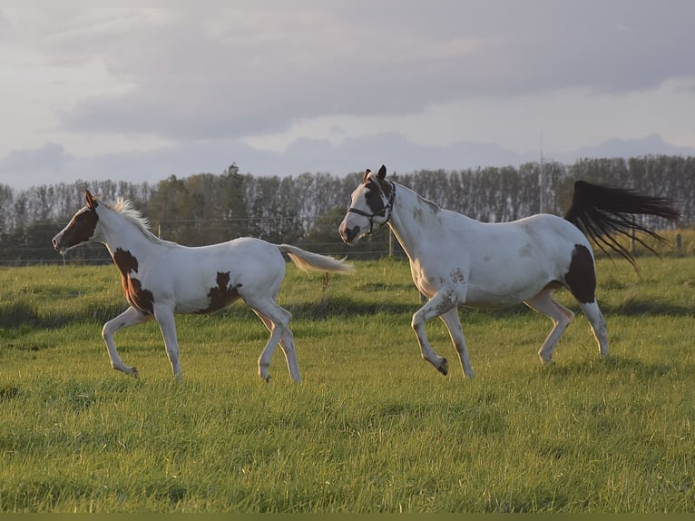 Demi-sang arabe Jument Poulain (04/2024) 155 cm Tobiano-toutes couleurs in Orchies