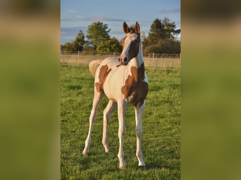 Demi-sang arabe Jument Poulain (04/2024) 155 cm Tobiano-toutes couleurs in Orchies