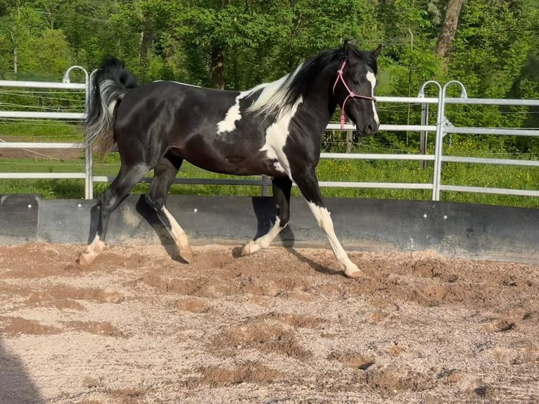 Demi-sang arabe Jument Poulain (05/2026) 155 cm Tobiano-toutes couleurs in Rudersberg