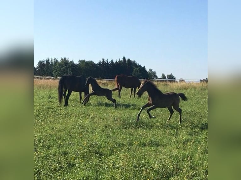 Demi-sang arabe Jument Poulain (05/2024) 158 cm Buckskin in Villingen-Schwenningen