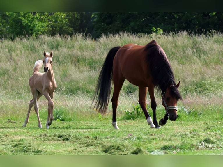 Demi-sang arabe Jument Poulain (01/2026) Palomino in Helvoirt