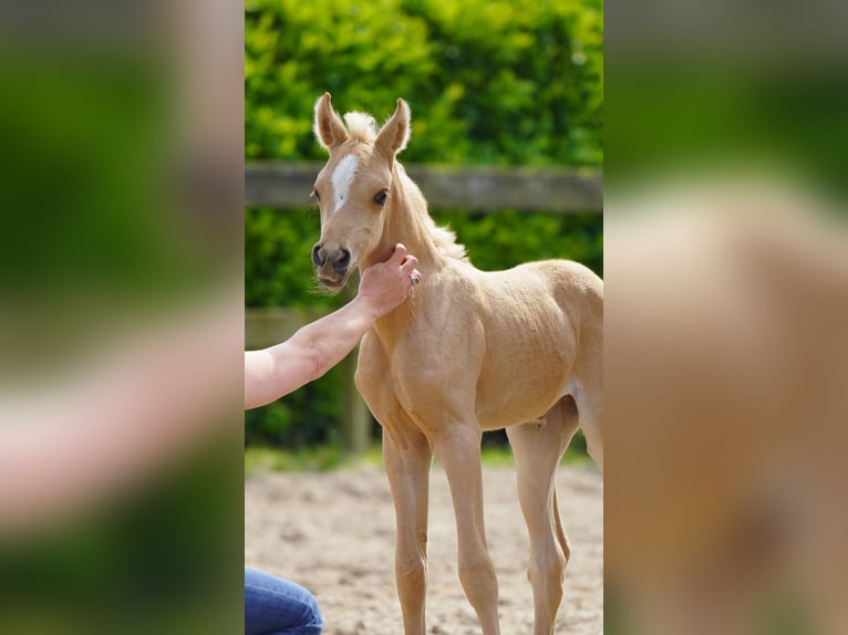 Demi-sang arabe Jument Poulain (01/2026) Palomino in Helvoirt