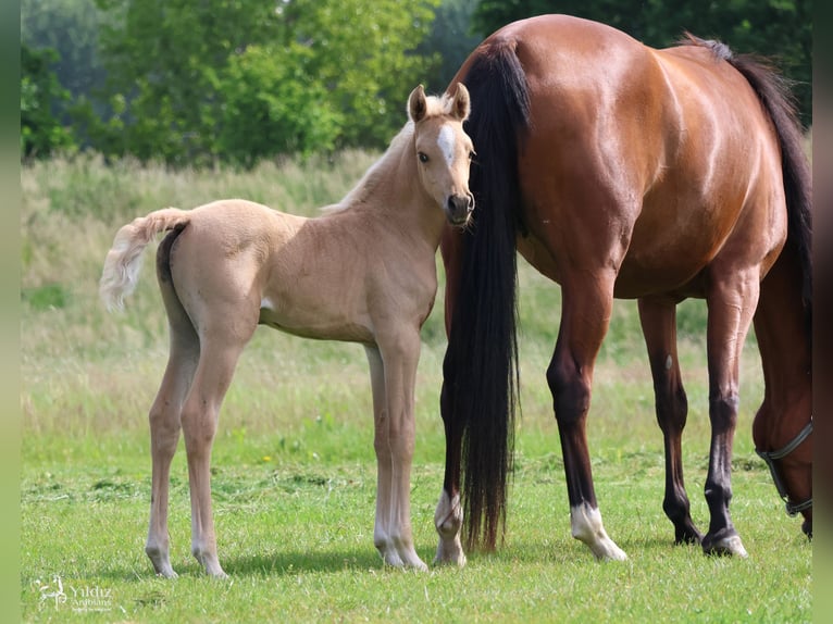 Demi-sang arabe Jument Poulain (01/2026) Palomino in Helvoirt