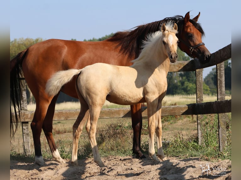 Demi-sang arabe Jument Poulain (05/2026) Palomino in Helvoirt