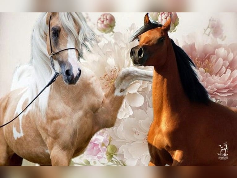 Demi-sang arabe Jument Poulain (05/2026) Palomino in Helvoirt